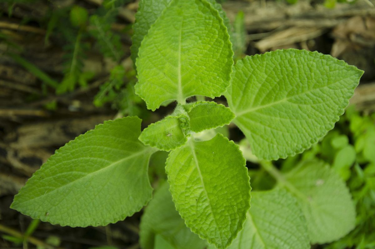 Oregano, leaves, green — Dr. Edward Lubin Leading the Shift Toward Preventive and Personalized Pain Care