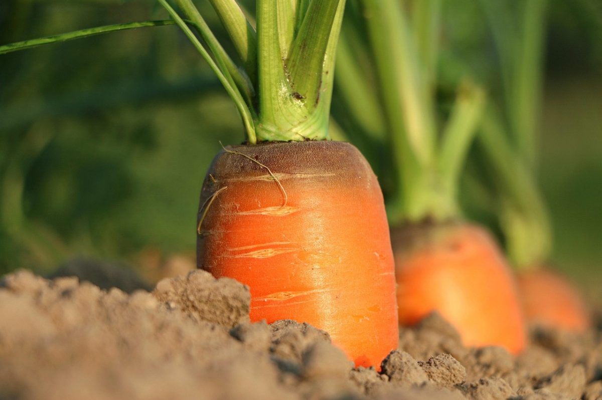 Carrot, growth, vegetables — Empowering Wellness Remotely Understanding the Dynamics of Testosterone Treatment Online