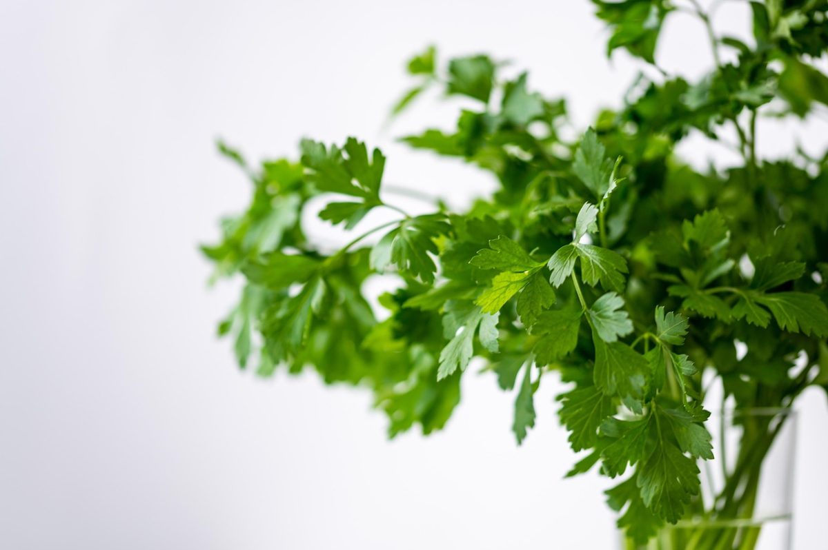 Parsely, green, nature — What You Should Know About Electrophysiology, According to Dr. Ian Weisberg