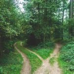 a forked path in a dense forest