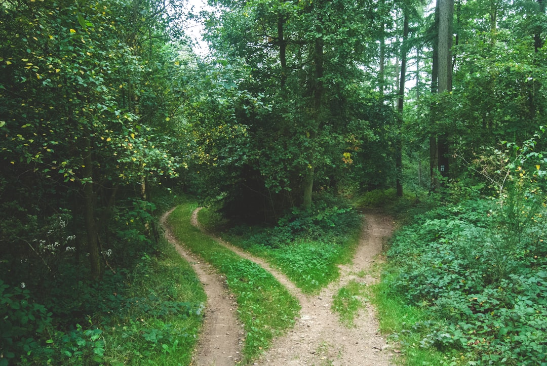 a forked path in a dense forest
